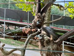 -西霞口神雕山野生动物世界