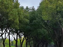 -贡湖湾湿地公园