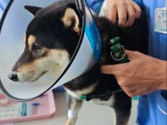 -东莞宠友24H宠物中心医院·转诊夜诊·异宠(新河北路院)