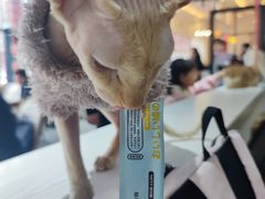 -猫小院猫主题餐厅(南锣旗舰店)