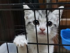 -喵zoo家庭繁育猫舍(尖东智能花园店)