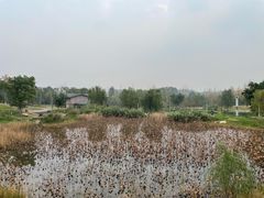 -白鹭湾湿地公园