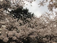 -武汉大学-樱园