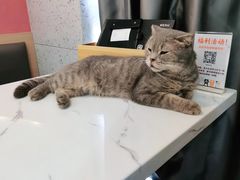 -喵园·猫主题咖啡厅·撸猫·猫咖(国贸店)