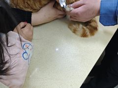 -艾贝尔宠物医院 ·内科全科(梁溪路店)