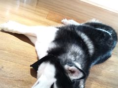 -Husky Go! 哈士奇体验馆·宠物咖啡厅狗咖