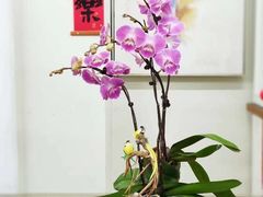 -弗劳尔花艺坊(龙涛店)