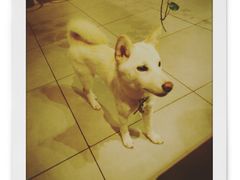 -柴务处·柴犬主题狗咖