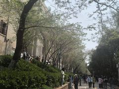 -武汉大学-樱园