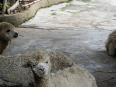 -深圳野生动物园