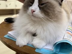 -藏猫猫咖啡主题馆(中央大道店)