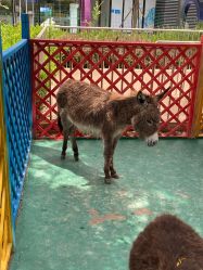 -萌宠亲子动物乐园(槐房万达店)