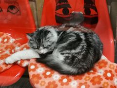 -猫咪博物馆(顶澳仔猫街店)