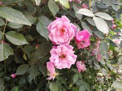 -济南国际园博园