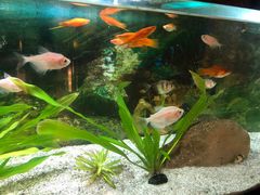 -大江户日本料理(吕厝店)