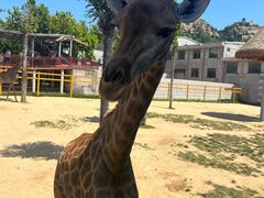 -西霞口神雕山野生动物世界