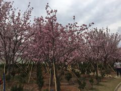 -天适樱花悠乐园