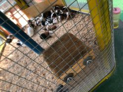 -萌宠亲子动物乐园(槐房万达店)