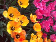 洛阳郁金香牡丹园-洛阳郁金香牡丹园