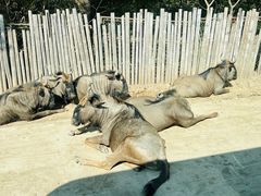 -上海野生动物园
