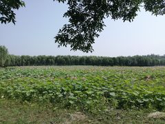 -东郊湿地公园