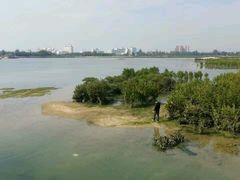 -北海金海湾红树林生态旅游区