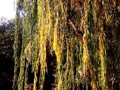 家琳甜品工作坊-家琳甜品(江南东店)