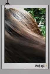 点击看大图 -金棕榈