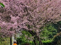-都江堰普照寺