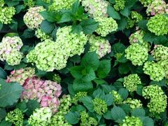 iphone_upload_pic-秦美花卉(天朗·莱茵小城2期店)