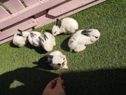 -萌宠亲子动物乐园(槐房万达店)