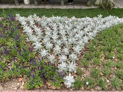 -上海植物园·停车场