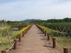 -西京湾花海