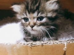 -Doors独立剧情密室(东门分店)