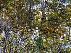 -乌兰布统景区-白桦林