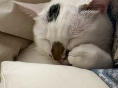 -佳雯宠物医院·皮肤科·内外科(春晓路分院)