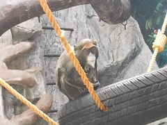 -石家庄市动物园