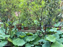 -园林美食城·本土农家菜(杨和镇店)