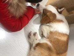 -浣熊柯尔鸭土拨鼠·电玩咖