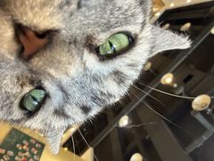 -藏猫猫咖啡主题馆(中央大道店)