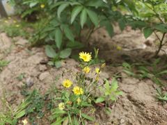 -咸阳湖景区-古渡公园