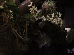 环境-自然餐厅(Phuket)