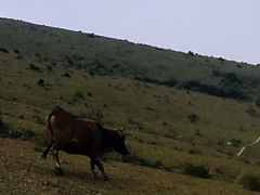 -大姆山草场