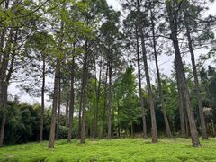 -东方绿舟景区