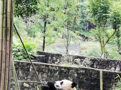 -都江堰中华大熊猫苑