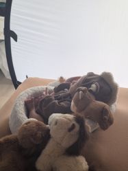 -玛瑞莎孕婴童摄影到家拍