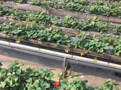 -甜心庄园·甜心草莓采摘园(西青中北店)