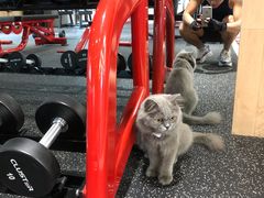 -Vamos巴猫司健身中心(五角场店)