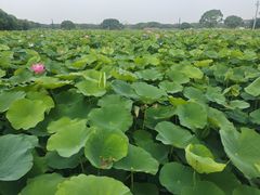 -梁鸿国家湿地公园