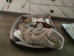 -爱侣·安琦尔宠物医院·中兽医针灸·心内科·狂犬免疫点(宝山区院)